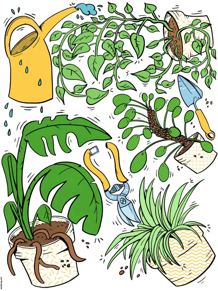 des plantes